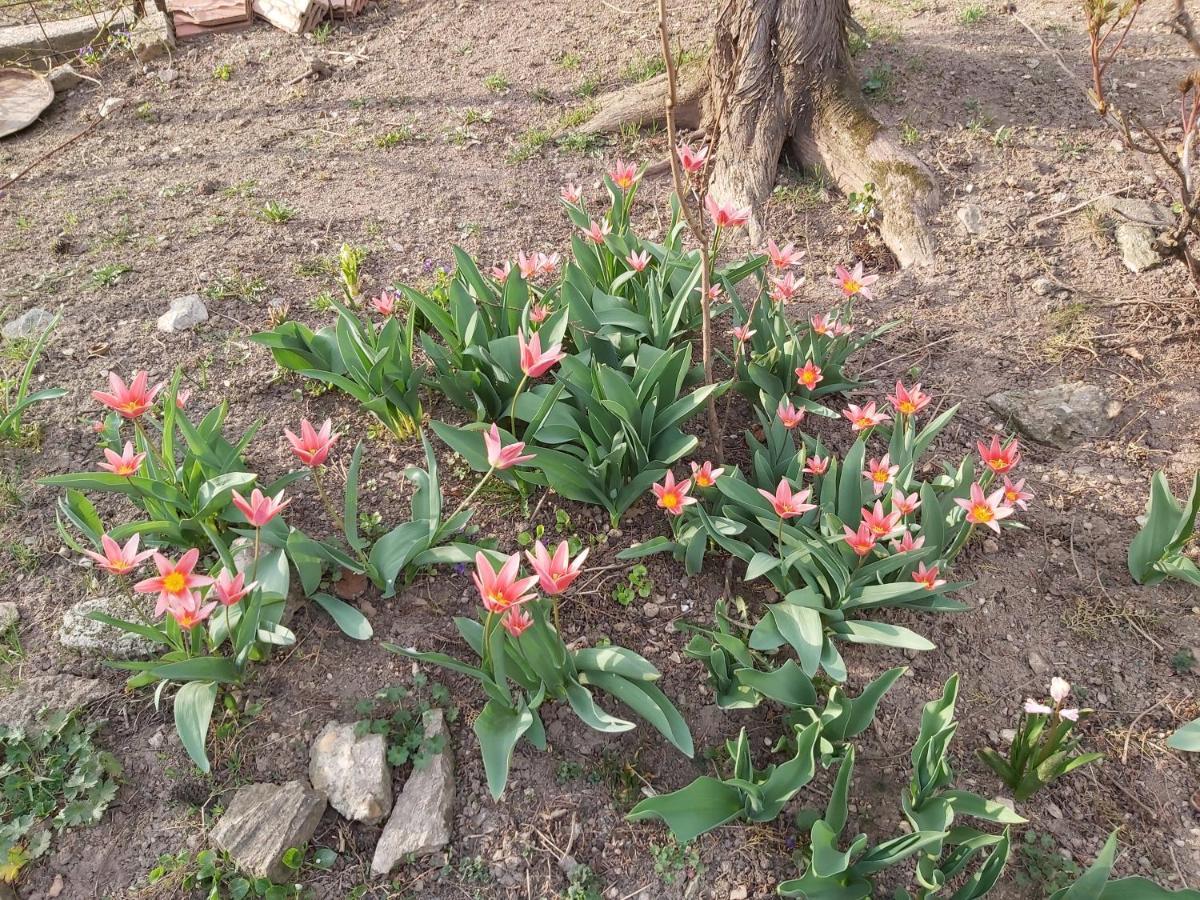 Var-Lak Vendeghaz Szendro ภายนอก รูปภาพ